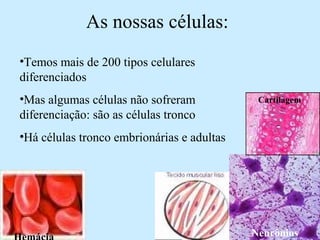 As nossas células:
•Temos mais de 200 tipos celulares
diferenciados
•Mas algumas células não sofreram
diferenciação: são as células tronco
•Há células tronco embrionárias e adultas
Neurônios
Cartilagem
 