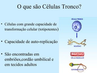 O que são Células Tronco?
• Células com grande capacidade de
transformação celular (totipotentes)
• Capacidade de auto-replicação
• São encontradas em
embriões,cordão umbilical e
em tecidos adultos
 