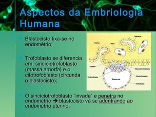 Aspectos da Embriologia
Humana
   Blastocisto fixa-se no
    endométrio;

   Trofoblasto se diferencia
    em: sincíciotrofoblasto
    (massa amorfa) e o
    citotrofoblasto (circunda
    o blastocisto);

   O sincíciotrofoblasto “invade” e penetra no
    endométrio  blastocisto vá se adentrando ao
    endométrio uterino;
 