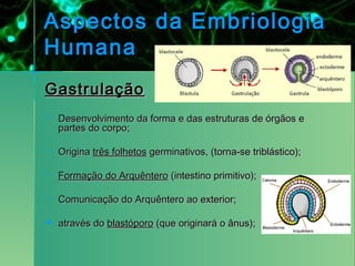 Aspectos da Embriologia
Humana
Gastrulação
   Desenvolvimento da forma e das estruturas de órgãos e
    partes do corpo;

   Origina três folhetos germinativos, (torna-se triblástico);

   Formação do Arquêntero (intestino primitivo);

   Comunicação do Arquêntero ao exterior;

   através do blastóporo (que originará o ânus);
 