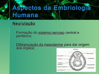 Aspectos da Embriologia
Humana
Neurulação

   Formação do sistema nervoso central e
    periférico;

   Diferenciação da mesoderme para dar origem
    aos órgãos;
 