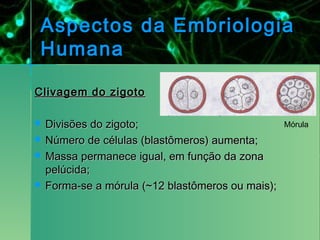 Aspectos da Embriologia
    Humana

Clivagem do zigoto

   Divisões do zigoto;                            Mórula
   Número de células (blastômeros) aumenta;
   Massa permanece igual, em função da zona
    pelúcida;
   Forma-se a mórula (~12 blastômeros ou mais);
 