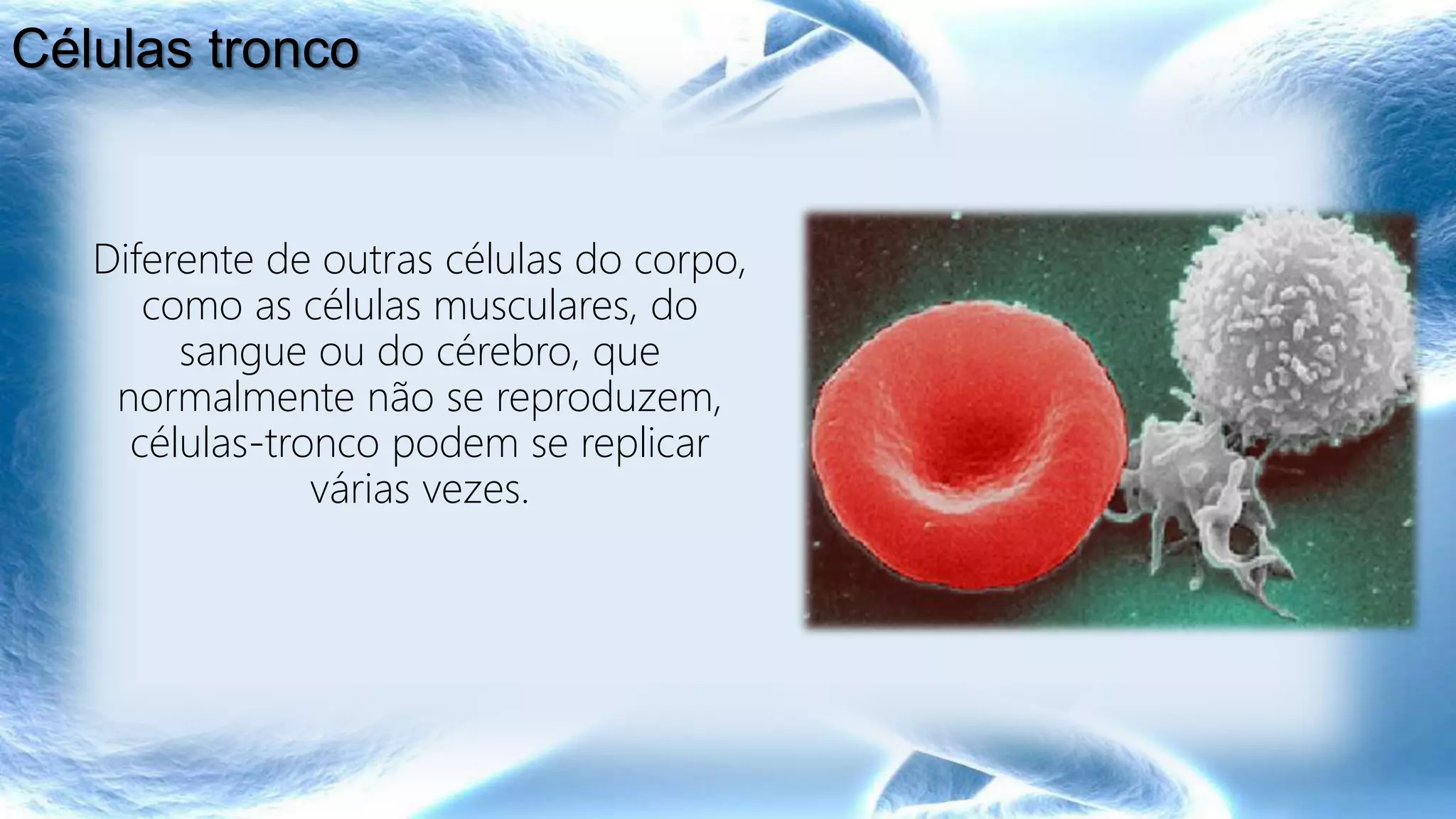 Diferente de outras células do corpo,
como as células musculares, do
sangue ou do cérebro, que
normalmente não se reproduzem,
células-tronco podem se replicar
várias vezes.
Células tronco