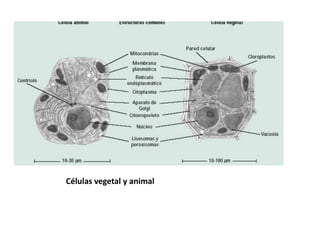 Células vegetal y animal
 