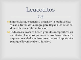 
 Son células que tienen su origen en la médula ósea,
viajan a través de la sangre para llegar a los sitios en
donde llevan a cabo su función.
 Todos los leucocitos tienen gránulos inespecíficos en
su interior, llamados gránulos azurófilos o primarios
y que en realidad son lisosomas que son importantes
para que lleven a cabo su función.
Leucocitos
 