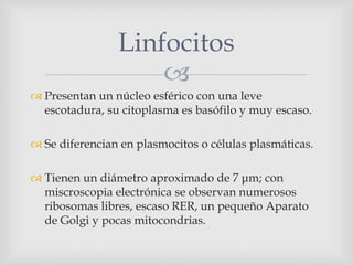 
 Presentan un núcleo esférico con una leve
escotadura, su citoplasma es basófilo y muy escaso.
 Se diferencian en plasmocitos o células plasmáticas.
 Tienen un diámetro aproximado de 7 μm; con
miscroscopia electrónica se observan numerosos
ribosomas libres, escaso RER, un pequeño Aparato
de Golgi y pocas mitocondrias.
Linfocitos
 
