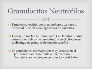 
 También conocidos como micrófagos, ya que su
principal función es la fagocitosis de bacterias.
 Tienen un núcleo multilobulado (3-5 lóbulos unidos
entre sí por hebras de cromatina) y en el citoplasma
se distinguen gránulos de tinción basófila
 En condiciones normales son muy escasos en el
tejido conectivo, pero frente a una reacción
inflamatoria se congregan en grandes cantidades
Granulocitos Neutrófilos
 