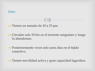 
 Tienen un tamaño de 10 a 15 μm.
 Circulan solo 10 hrs en el torrente sanguíneo y luego
lo abandonan.
 Posteriormente viven solo unos días en el tejido
conectivo.
 Tienen movilidad activa y gran capacidad fagocítica.
Índice
 