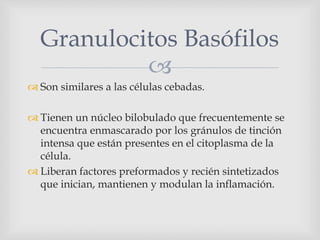 
 Son similares a las células cebadas.
 Tienen un núcleo bilobulado que frecuentemente se
encuentra enmascarado por los gránulos de tinción
intensa que están presentes en el citoplasma de la
célula.
 Liberan factores preformados y recién sintetizados
que inician, mantienen y modulan la inflamación.
Granulocitos Basófilos
 