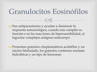 
 Son antiparasitarios y ayudan a disminuir la
respuesta inmunológica, cuando esta cumplió su
función o en las reacciones de hipersensibilidad, al
fagocitar complejos antígeno-anticuerpo.
 Presentan gránulos citoplasmáticos acidófilos y un
núcleo bilobulado, los gránulos contienen enzimas
hidrolíticas y un tipo de lisosomas
Granulocitos Eosinófilos
 