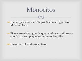 
 Dan origen a los macrófagos (Sistema Fagocítico
Mononuclear).
 Tienen un núcleo grande que puede ser reniforme y
citoplasma con pequeños gránulos basófilos.
 Escasos en el tejido conectivo.
Monocitos
 