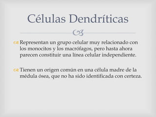 
 Representan un grupo celular muy relacionado con
los monocitos y los macrófagos, pero hasta ahora
parecen constituir una línea celular independiente.
 Tienen un origen común en una célula madre de la
médula ósea, que no ha sido identificada con certeza.
Células Dendríticas
 