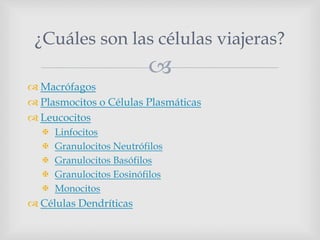 
 Macrófagos
 Plasmocitos o Células Plasmáticas
 Leucocitos
 Linfocitos
 Granulocitos Neutrófilos
 Granulocitos Basófilos
 Granulocitos Eosinófilos
 Monocitos
 Células Dendríticas
¿Cuáles son las células viajeras?
 