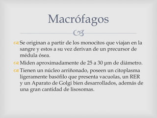 
 Se originan a partir de los monocitos que viajan en la
sangre y estos a su vez derivan de un precursor de
médula ósea.
 Miden aproximadamente de 25 a 30 μm de diámetro.
 Tienen un núcleo arriñonado, poseen un citoplasma
ligeramente basófilo que presenta vacuolas, un RER
y un Aparato de Golgi bien desarrollados, además de
una gran cantidad de lisosomas.
Macrófagos
 