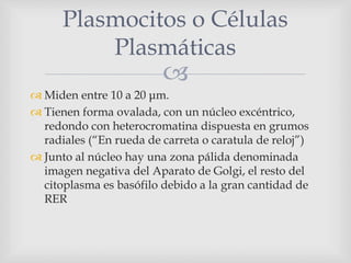 
 Miden entre 10 a 20 μm.
 Tienen forma ovalada, con un núcleo excéntrico,
redondo con heterocromatina dispuesta en grumos
radiales (“En rueda de carreta o caratula de reloj”)
 Junto al núcleo hay una zona pálida denominada
imagen negativa del Aparato de Golgi, el resto del
citoplasma es basófilo debido a la gran cantidad de
RER
Plasmocitos o Células
Plasmáticas
 