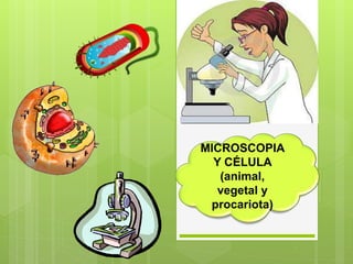 MICROSCOPIA
Y CÉLULA
(animal,
vegetal y
procariota)
 