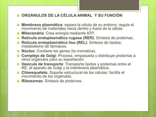  ORGÁNULOS DE LA CÉLULA ANIMAL Y SU FUNCIÓN
 Membrana plasmática: separa la célula de su entorno; regula el
movimiento de materiales hacia dentro y fuera de la célula.
 Mitocondria: Crea energía mediante ATP.
 Retículo endoplasmático rugoso (RER): Síntesis de proteínas.
 Retículo endoplasmático liso (REL): Síntesis de lípidos;
metabolismo de fármacos.
 Núcleo: Contiene los genes (la cromatina).
 Complejo de Golgi: Procesa, empaqueta y distribuye proteínas a
otros orgánulos para su exportación.
 Vesícula de transporte: Transporta lípidos y proteínas entre el
RE, el aparato de Golgi y la membrana plasmática.
 Citoesqueleto: Soporte estructural de las células; facilita el
movimiento de los orgánulos.
 Ribosomas: Síntesis de proteínas.
 
