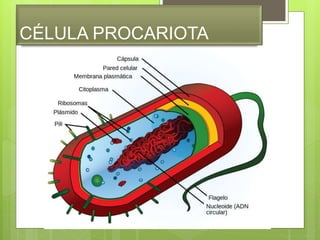 CÉLULA PROCARIOTA
 