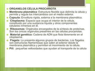  ORGANELOS CÉLULA PROCARIOTA
 Membrana plasmática: Estructura flexible que delimita la célula y
permite y regula los intercambios con el medio exterior.
 Capsula: Envoltura rígida, externa a la membrana plasmática.
 Citoplasma: Espacio que ocupa el interior de la célula,
constituido por una sustancia líquida y otros componentes
celulares inmersos en él.
 Ribosomas: Orgánulos encargados de la síntesis de proteínas.
Son los únicos orgánulos presentes en las células procariotas.
 Material genético: Cadena de ADN que flota libremente en el
citoplasma.
 Flagelo: Lo presenta algunos grupos de bacterias. Los flagelos
son estructuras filamentosas que salen al exterior desde la
membrana plasmática y permiten el movimiento de la célula.
 Pili: pequeñas vellosidades que ayudan al transporte de la célula
 