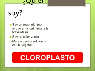 ¿Quién
soy?
 Soy un organelo que
ayudo principalmente a la
fotosíntesis.
 Soy de color verde
 Me encuentro solo en la
célula vegetal
CLOROPLASTO
 
