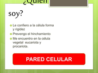 ¿Quién
soy?
 Le confiero a la célula forma
y rigidez
 Prevengo el hinchamiento
 Me encuentro en la célula
vegetal eucariota y
procariota.
PARED CELULAR
 