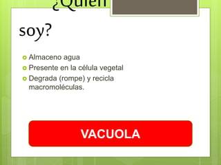 ¿Quién
soy?
 Almaceno agua
 Presente en la célula vegetal
 Degrada (rompe) y recicla
macromoléculas.
VACUOLA
 