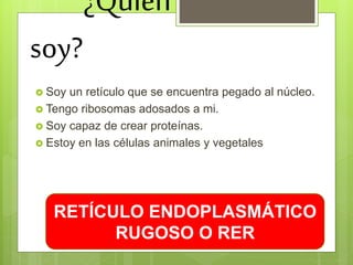 ¿Quién
soy?
 Soy un retículo que se encuentra pegado al núcleo.
 Tengo ribosomas adosados a mi.
 Soy capaz de crear proteínas.
 Estoy en las células animales y vegetales
RETÍCULO ENDOPLASMÁTICO
RUGOSO O RER
 
