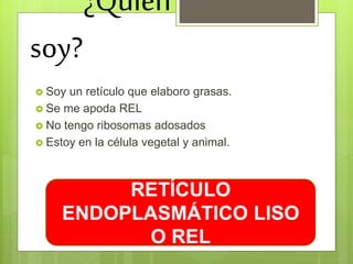 ¿Quién
soy?
 Soy un retículo que elaboro grasas.
 Se me apoda REL
 No tengo ribosomas adosados
 Estoy en la célula vegetal y animal.
RETÍCULO
ENDOPLASMÁTICO LISO
O REL
 
