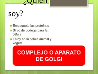 ¿Quién
soy?
 Empaqueto las proteínas
 Sirvo de bodega para la
célula
 Estoy en la célula animal y
vegetal
COMPLEJO O APARATO
DE GOLGI
 