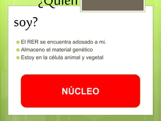 ¿Quién
soy?
 El RER se encuentra adosado a mi.
 Almaceno el material genético
 Estoy en la célula animal y vegetal
NÚCLEO
 