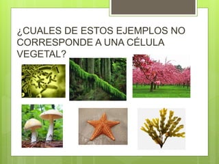 ¿CUALES DE ESTOS EJEMPLOS NO
CORRESPONDE A UNA CÉLULA
VEGETAL?
 