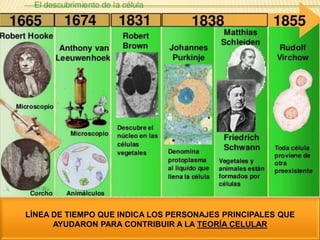 LÍNEA DE TIEMPO QUE INDICA LOS PERSONAJES PRINCIPALES QUE
AYUDARON PARA CONTRIBUIR A LA TEORÍA CELULAR
 
