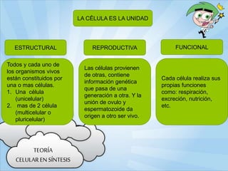 TEORÍA
CELULAR EN SÍNTESIS
Todos y cada uno de
los organismos vivos
están constituidos por
una o mas células.
1. Una célula
(unicelular)
2. mas de 2 célula
(multicelular o
pluricelular)
FUNCIONALREPRODUCTIVA
LA CÉLULA ES LA UNIDAD
ESTRUCTURAL
Las células provienen
de otras, contiene
información genética
que pasa de una
generación a otra. Y la
unión de ovulo y
espermatozoide da
origen a otro ser vivo.
Cada célula realiza sus
propias funciones
como: respiración,
excreción, nutrición,
etc.
 