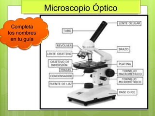 Microscopio Óptico
Completa
los nombres
en tu guía
 