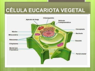 CÉLULA EUCARIOTA VEGETAL
 