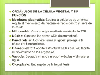  ORGÁNULOS DE LA CÉLULA VEGETAL Y SU
FUNCIÓN
 Membrana plasmática: Separa la célula de su entorno;
regula el movimiento de materiales hacia dentro y fuera de
la célula.
 Mitocondria: Crea energía mediante molécula de ATP
 Núcleo: Contiene los genes ADN (la cromatina).
 Pared celular: Confiere forma y rigidez; protege a la
célula del hinchamiento.
 Citoesqueleto: Soporte estructural de las células; facilita
el movimiento de los organelos.
 Vacuola: Degrada y recicla macromoléculas y almacena
agua.
 Cloroplasto: Encargado de la fotosíntesis.
 