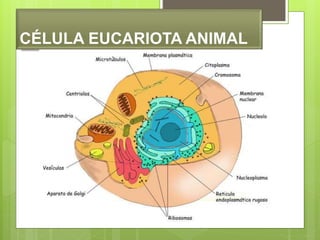 CÉLULA EUCARIOTA ANIMAL
 