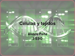 Células y tejidos Álvaro Peña 3 ESO 