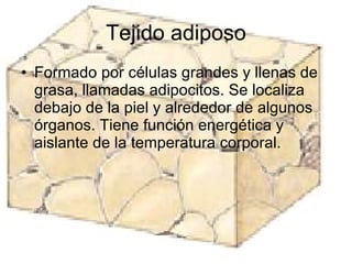 Celulas y tejidos; cells and tissues  cloroplastos lisosomas mitocondria aparato de golgi glandulas ribosomas reticulo endoplasmatico neuronas centrosoma citocentronucleo membrana citoplasma biología