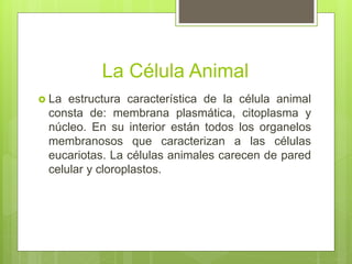 Células y tejidos animales Slide 2