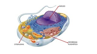 MEMBRANA
PLASMÁTICA
NÚCLEO
CITOPLASMA
 