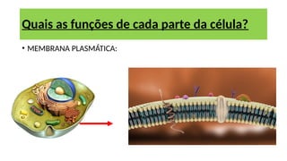 • MEMBRANA PLASMÁTICA:
Quais as funções de cada parte da célula?
 