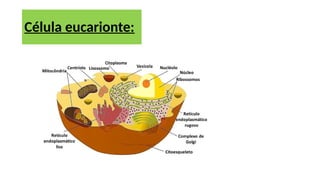 Célula eucarionte:
 