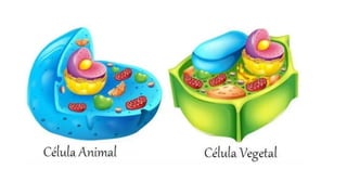 Célula Unidade Básica da Vida-6ºano.pptx