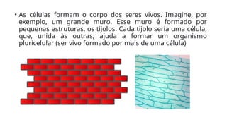 • As células formam o corpo dos seres vivos. Imagine, por
exemplo, um grande muro. Esse muro é formado por
pequenas estruturas, os tijolos. Cada tijolo seria uma célula,
que, unida às outras, ajuda a formar um organismo
pluricelular (ser vivo formado por mais de uma célula)
 