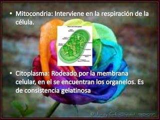 Célula vegetal