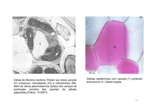 Células epidérmicas com vacúolo (*) contendo 
antocianina. A - Célula túrgida. 
Célula de Remiria maritima. Podem ser vistos vacúolo 
(V) conspícuo, cloroplastos (Cl) e mitocôndrias (Mi), 
além de vários plasmodesmos (setas) nos campos de 
pontoação primária das paredes de células 
adjacentes (Folha). 13.500 X. 
14 
 