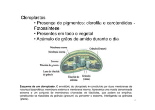 Cloroplastos 
• Presença de pigmentos: clorofila e carotenóides - 
Fotossíntese 
• Presentes em todo o vegetal 
• Acúmulo de grãos de amido durante o dia 
Esquema de um cloroplasto. O envoltório do cloroplasto é constituído por duas membranas de 
natureza lipoprotéica: membrana externa e membrana interna. Apresenta uma matriz denominada 
estroma e um conjunto de membranas chamadas de tilacóides, que podem se empilhar, 
constituindo os tilacóides do grânulo (granum) ou percorrer o estroma, interligando os grânulos 
(grana). 
17 
 