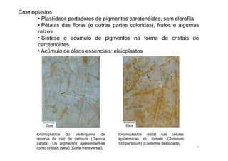 Cromoplastos 
• Plastídeos portadores de pigmentos carotenóides, sem clorofila 
• Pétalas das flores (e outras partes coloridas), frutos e algumas 
raízes 
• Síntese e acúmulo de pigmentos na forma de cristais de 
carotenóides 
• Acúmulo de óleos essenciais: elaioplastos 
Cromoplastos do parênquima de 
reserva da raiz de cenoura (Daucus 
carota). Os pigmentos apresentam-se 
como cristais (seta) (Corte transversal). 
Cromoplastos (seta) nas células 
epidérmicas do tomate (Solanum 
lycopersicum) (Epiderme destacada). 
18 
 