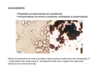 Leucoplastos 
• Plastídeos armazenadores de substâncias 
• Armazenadores de amido e proteínas: amiloplasto e proteinoplasto 
Células do parênquima de reserva da batata- inglesa (Solanum tuberosum) com amiloplastos. A 
– Amilo-plasto não-corado (seta). B - Amiloplasto corado com o reagente de Lugol (seta) 
(Tubérculo em corte transversal). 19 
 